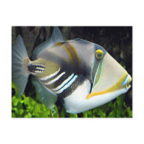 Hawaiian Tropical Fish Postcard by Natures_Best_Images Hawaiian Tropical Fish Postcard