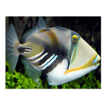 Hawaiian Tropical Fish Postcard
