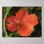 Hawaiian Tropical Hibiscus Poster