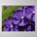 Hawaiian Tropical Orchid Poster