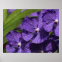 Hawaiian Tropical Orchid Poster posters