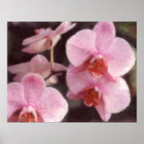 Hawaiian Tropical Orchid Poster posters