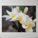Hawaiian Tropical Plumeria Poster