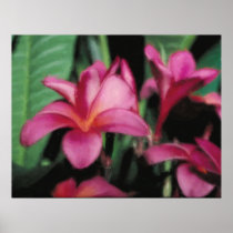 Hawaiian Tropical Plumeria Poster posters
