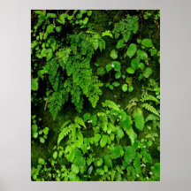 Hawaiian Tropical Rain Forest Posters