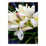 Hawaiian Tuberose Cluster Greeting Cards