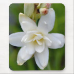Hawaiian Tuberose mousepads