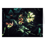 Hawaiian wild broad bean (vetch) greeting cards
