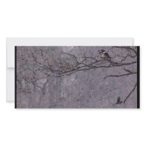 Hawk and king Fisher Custom Photo Card