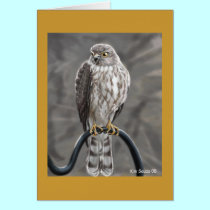 Hawk Card cards