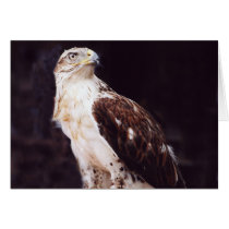 Hawk cards