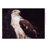 Hawk cards
