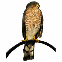 Hawk Christmas Hanging Acrylic Photo Cut Out