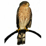 Hawk Christmas Hanging Acrylic Photo Cut Out