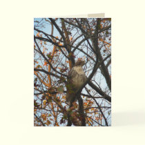 Hawk Day cards by MoiraAshleigh Hawk Day cards