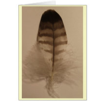 Hawk Feather Blank Note Card