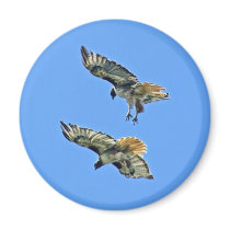 Hawk Flight Magnet