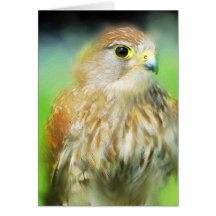 Hawk Greeting Card