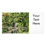 Hawk In Apple Tree Photo Photo Card