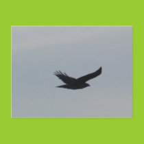 Hawk in flight Postcard