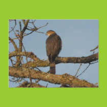 Hawk in Oak Tree Postcard