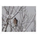 Hawk in Winter Poster print