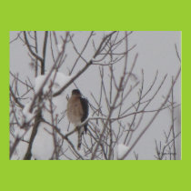 Hawk in Winter Poster posters
