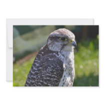 Hawk Invitation