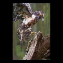 Hawk landing posters by cARTerART Hawk landing posters