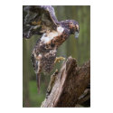 Hawk landing posters