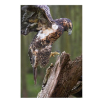 Hawk landing posters