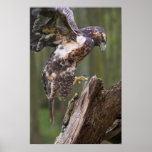 Hawk landing posters