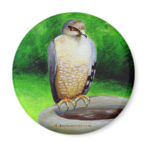 Hawk Magnet