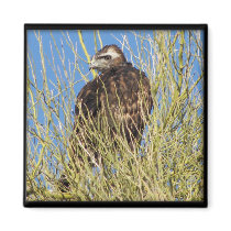 Hawk magnets by Congress_Arizona Hawk magnets