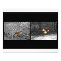 Hawk of Prey Photograph