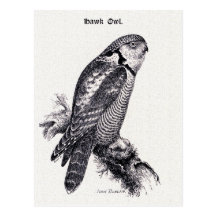 Hawk Owl Vintage Bird Illustration Post Card