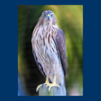 Hawk Painting Poster posters