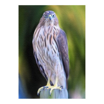 Hawk Painting Poster by rosewood_designs