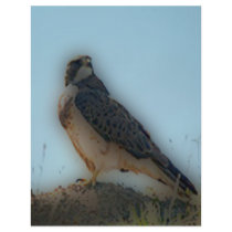 'Hawk Perched on a Post' Flyer