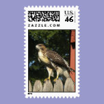 Hawk Postage postage