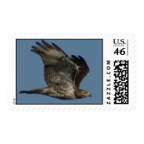Hawk Postage stamps