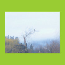 Hawk Postcard postcards