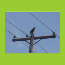 Hawk Postcard