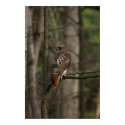 Hawk posters by BuddahSoundandVision Hawk posters