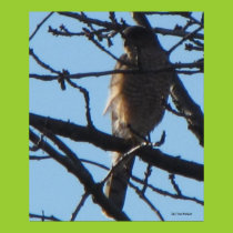 Hawk Poster posters
