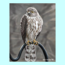Hawk Poster posters