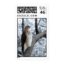 Hawk Sighting I Postage