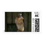 Hawk Stamp stamps