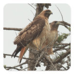 Hawk Sticker