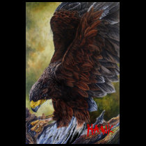 HAWK t-shirts